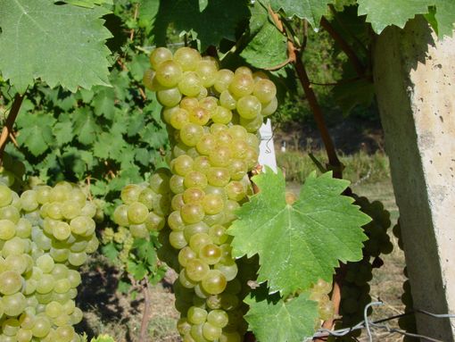 Un grappolo di uva Moscato Un grappolo di uva Moscato