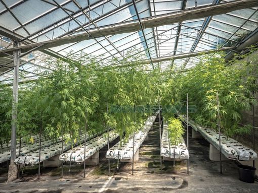 Il Dl sicurezza manda in fumo migliaia di posti di lavoro nel settore canapa. Ma il Piemonte rassicura su chi può continuare a coltivare