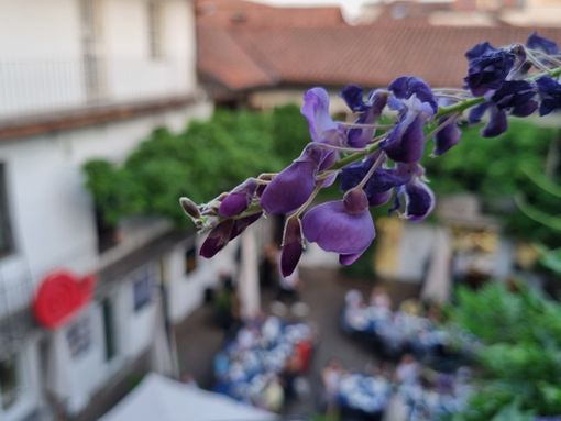 Un glicine in fiore a settembre: perché no? È tempo di glicine… rosso! Un glicine in fiore a settembre: perché no? È tempo di glicine… rosso!