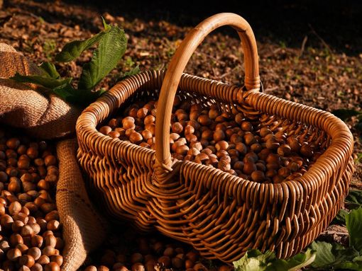Foto di repertorio - (credit Ente Fiera della Nocciola)