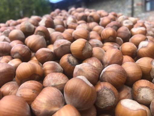 Confagricoltura Cuneo: “Servono interventi tempestivi a tutela della corilicoltura”