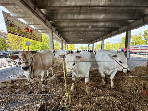Rassegna Bovina, la sottorazza albese torna protagonista in piazza Prunotto: "Una fiera di biodiversità, cultura e filiera sostenibile" Rassegna Bovina, la sottorazza albese torna protagonista in piazza Prunotto: "Una fiera di biodiversità, cultura e filiera sostenibile"