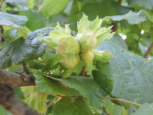 Corilicoltura, Fondazione Agrion avvia il progetto sperimentale di impollinazione artificiale del nocciolo