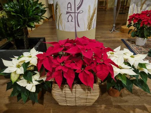 In foto la Stella di Natale o Poinsettia, la pianta delle feste anche ai Salesiani di Bra In foto la Stella di Natale o Poinsettia, la pianta delle feste anche ai Salesiani di Bra