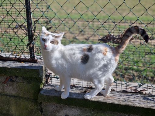 Auguri a-mici! Oggi, 17 febbraio, è la Festa nazionale del gatto Auguri a-mici! Oggi, 17 febbraio, è la Festa nazionale del gatto