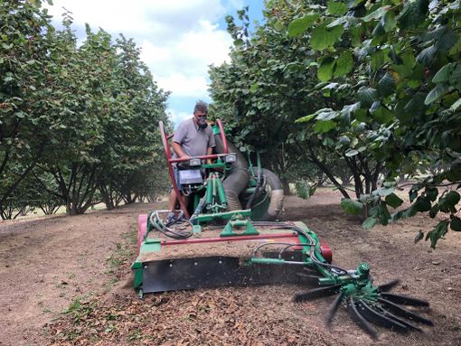 Raccolta delle nocciole, verso un anno difficile: &quot;Produzione molto più bassa degli ultimi anni&quot;