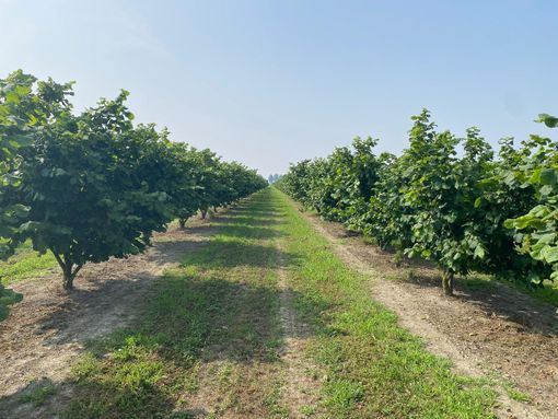 Nocciole, Coldiretti cuneo: "Con l'avvio della raccolta, inviate in Regione le proposte per il settore"