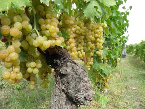 Conterno (Cia Cuneo): "Su dazi e 'superi' al 20 per cento si sta scherzando col fuoco. Il primo fronte è quello del Moscato" Conterno (Cia Cuneo): "Su dazi e 'superi' al 20 per cento si sta scherzando col fuoco. Il primo fronte è quello del Moscato"