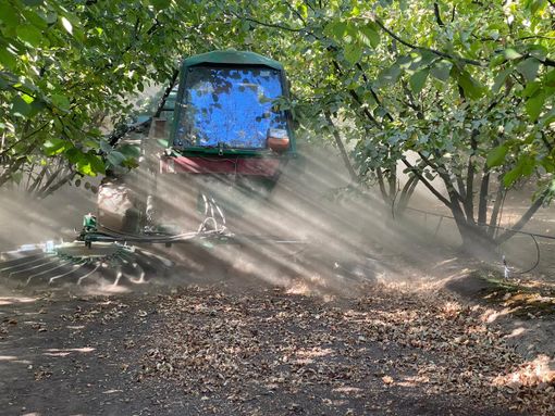 La raccolta delle nocciole prosegue in diversi Comuni