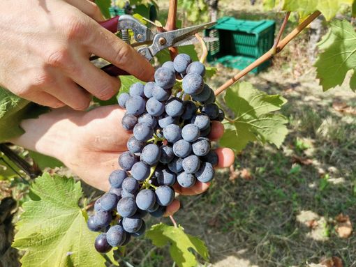 In vendemmia nei vigneti non tutte le mani sono "regolari"?