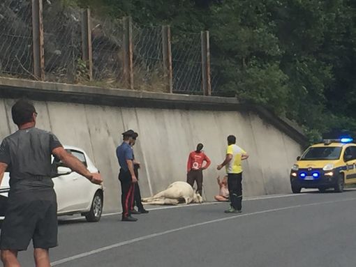 Nella foto, scattata da un nostro lettore che stava transitando sul posto dell'incidente, si vede l'animale a terra ancora privo di sensi