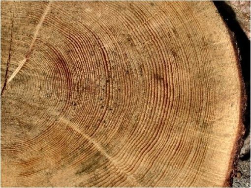 A Saluzzo convegno sulle filiere forestali col Cluster Legno Cuneo