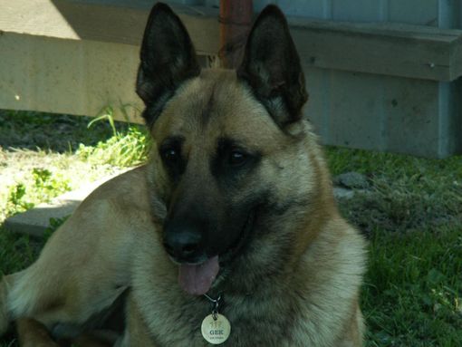 Soccorso alpino Guardia di Finanza: esercitazione in macerie delle unità cinofile di Piemonte e Valle d'Aosta