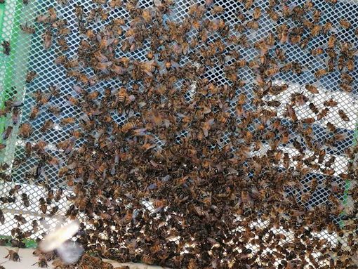 Api morte a causa del sospetto uso improprio di pesticidi: problema sollevato dall'Associazione Aspromiele che raccoglie oltre 3.000 operatori piemontesi del settore