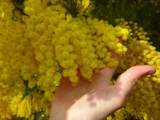 L'8 marzo è la Festa della Donna: perché si regalano le mimose? L'8 marzo è la Festa della Donna: perché si regalano le mimose?