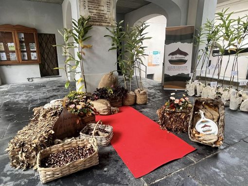 Festa del Re Marrone