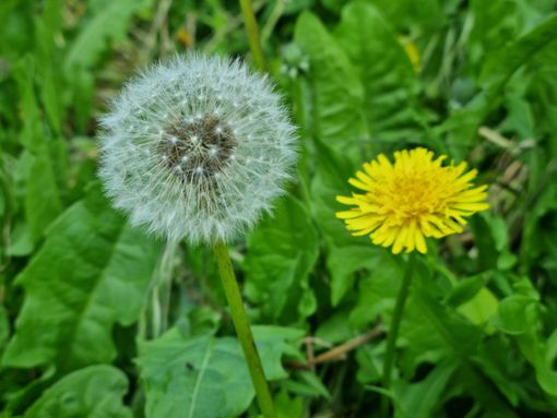 In foto il tarassaco, ma anche dente di leone
