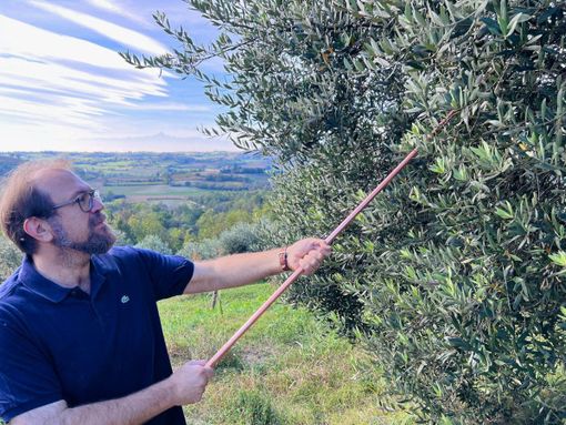 Marco Giachino, presidente del Consorzio per la tutela dell’olio extravergine di oliva Piemonte Marco Giachino, presidente del Consorzio per la tutela dell’olio extravergine di oliva Piemonte