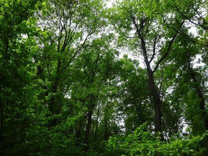 Ecosia, il motore di ricerca solidale che tenta di riforestare il pianeta