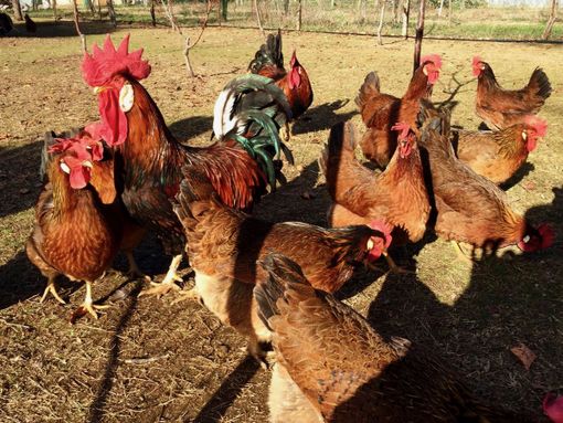 Torna la Fiera del Cappone: Morozzo celebra la suo re dalla cresta d’oro