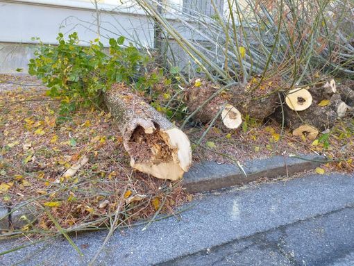 Cuneo, l'Amministrazione comunale fa il punto sui lavori in piazza Cottolengo Cuneo, l'Amministrazione comunale fa il punto sui lavori in piazza Cottolengo