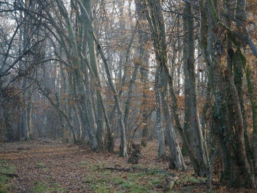 Due appuntamenti con il Parco del Monviso tra Caramagna Piemonte e Revello