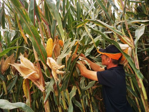Nuove tecniche di coltivazione e progetti all'evento 'Maidicolo' di Fondazione Podere Pignatelli Nuove tecniche di coltivazione e progetti all'evento 'Maidicolo' di Fondazione Podere Pignatelli