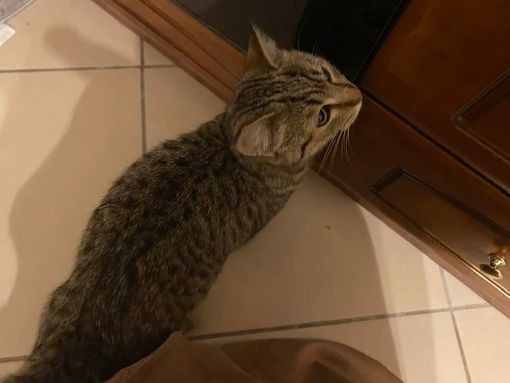 Trovato gatto tigrato in via Allione a Cuneo Trovato gatto tigrato in via Allione a Cuneo