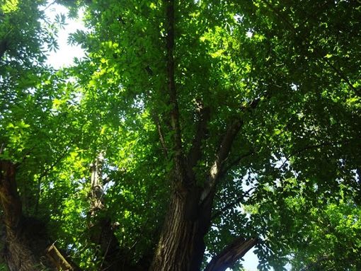 Garessio: riapre il Punto Informativo Forestale in Alta Val Tanaro