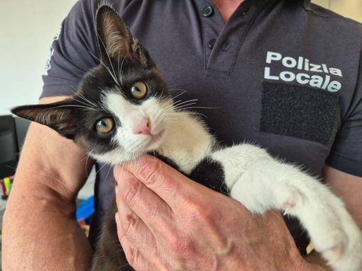 Boves, gattino col bacino rotto  curato dagli agenti della Polizia Locale.  Ora si cerca un’adozione