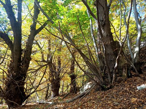 Riconosciuta all'alta valle Varaita la gestione forestale sostenibile