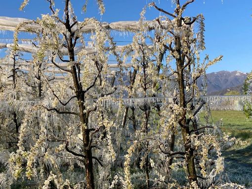 Dalla Regione un bando da 1,5 milioni per impianti di prevenzione dalle gelate