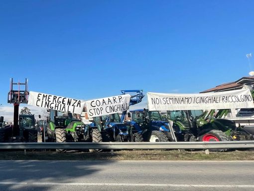 Emergenza cinghiali, il CoAARP organizza un flash mob itinerante, tappa anche a Mondovì Emergenza cinghiali, il CoAARP organizza un flash mob itinerante, tappa anche a Mondovì