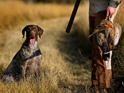 Domenica 15 settembre parte la stagione della caccia Domenica 15 settembre parte la stagione della caccia