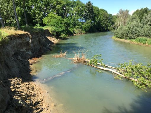 L'argine destro del Po a Cardè eroso dalle acque L'argine destro del Po a Cardè eroso dalle acque