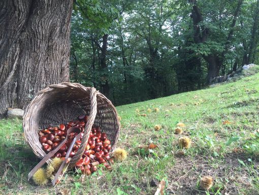 In 250 a Monastero di Vasco per parlare del castagno