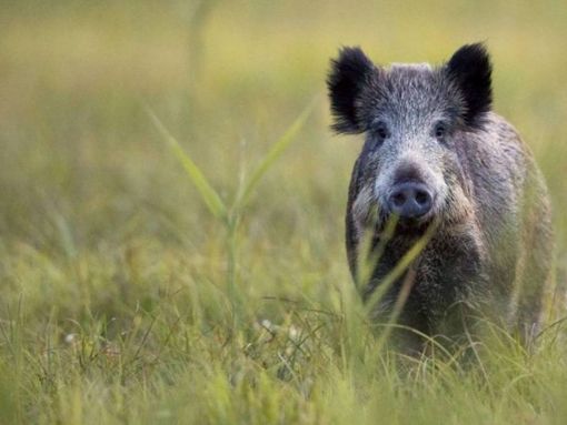 Peste Suina Africana: la Provincia pronta a fornire le gabbie di cattura Peste Suina Africana: la Provincia pronta a fornire le gabbie di cattura