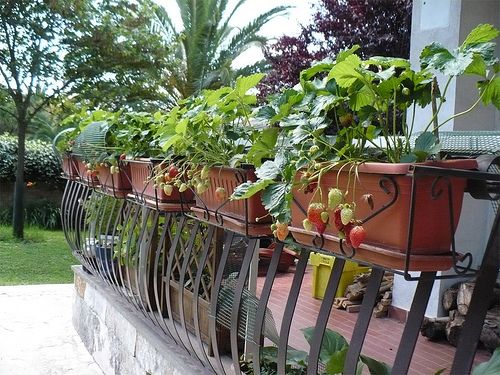 Laboratorio di sensibilizzazione alla Co(o)ltura di un Orto sul Balcone a Mondovì
