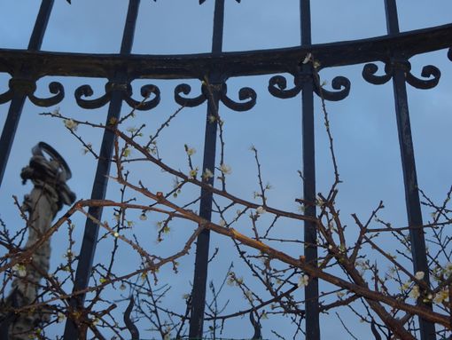 Bra, fioritura anticipata per il pruno selvatico al Santuario della Madonna dei Fiori