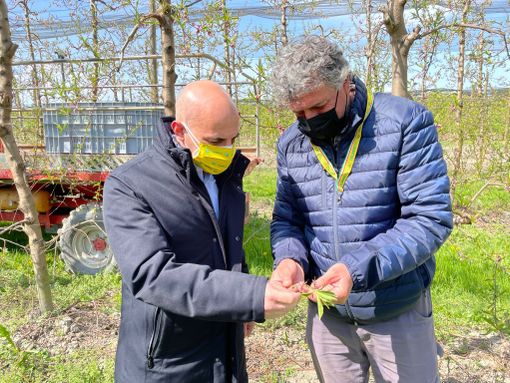 Gelate, Coldiretti Cuneo chiede aiuto alla Regione: "Si attivino urgentemente formule di sostegno alle imprese" Gelate, Coldiretti Cuneo chiede aiuto alla Regione: "Si attivino urgentemente formule di sostegno alle imprese"