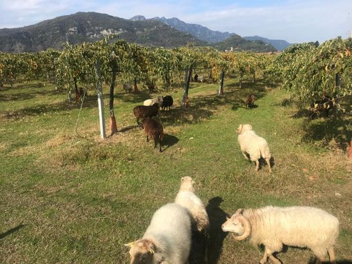 E se fosse una pecora nana a prendersi cura del tuo spazio verde?