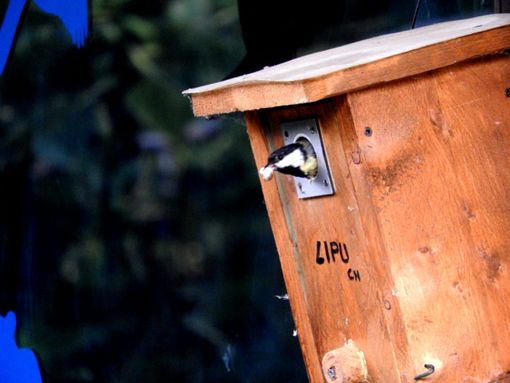 Nidi artificiali in giardino o nel frutteto: un aiuto alla biodiversità Nidi artificiali in giardino o nel frutteto: un aiuto alla biodiversità