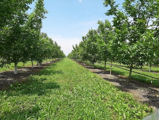 Coltivare il futuro. Agricoltura, scienze e tecnologie” al centro di un incontro con il Comizio Agrario di Mondovì Coltivare il futuro. Agricoltura, scienze e tecnologie” al centro di un incontro con il Comizio Agrario di Mondovì