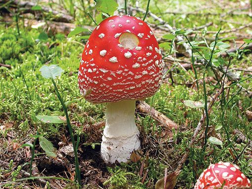 "Funghi del Piemonte": presentazione del libro a Brossasco