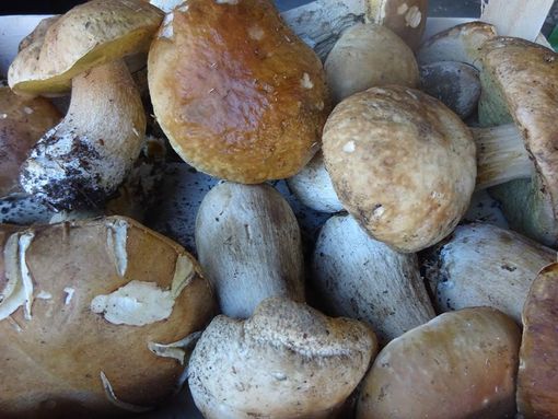 Andar per funghi in autunno: ecco a cosa servono e come raccoglierli Andar per funghi in autunno: ecco a cosa servono e come raccoglierli