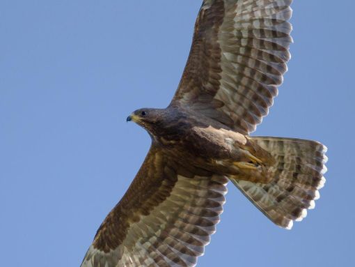 Le foto del pecchiaiolo sono di Michelangelo Giordano Le foto del pecchiaiolo sono di Michelangelo Giordano