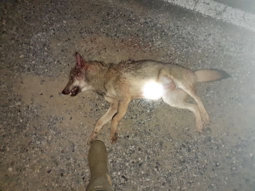 Il corpo del cucciolo investito lungo la Provinciale 10 a Sommariva Perno