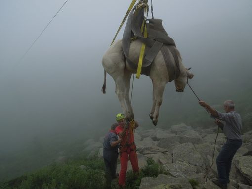 Soccorso un bovino infortunatosi in una pietraia ad Artesina