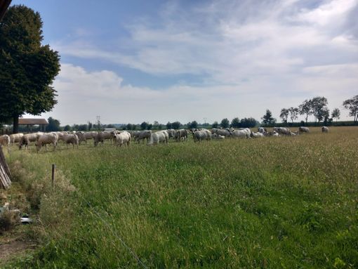 Razza Piemontese, consumi e strategie di mercato: a "Meating" l’analisi di Compral Carne