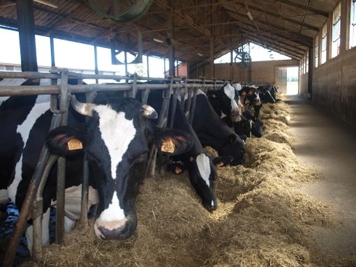 A Fossano si ritrovano i 250 allevatori della Compral Latte